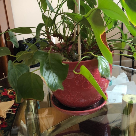 Profile Picture of Cherrille Daley (@cadcher) on Poshmark