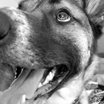 Profile Picture of Alpha🐾 (@alphajames_) on Instagram