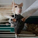 Profile Picture of Shane Wilson (@lustyomega) on Instagram