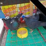 Emmanuel Macaspac - Instagram Profile Picture of Emmanuel Macaspac (@macaspacemmanuel) on Instagram