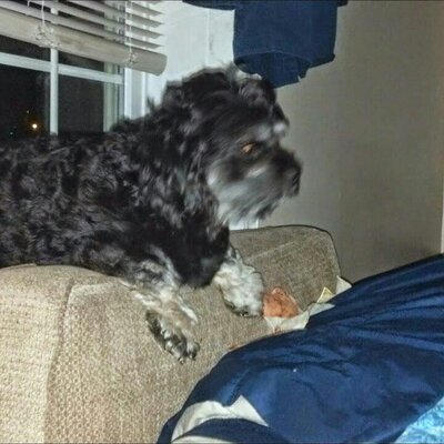Profile Picture of Kevin Estep (@kevinzoey12) on Twitter