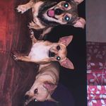 Tres perritos llenitos de amor S🦁F🍓K🎀 - Instagram Profile Picture of Tres perritos llenitos de amor S🦁F🍓K🎀 (@simba_kira_fresita) on Instagram