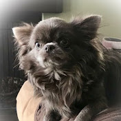 Profile Picture of Max_chihuahua (@Maxthe_chihuahuaOFFICAL) on Youtube