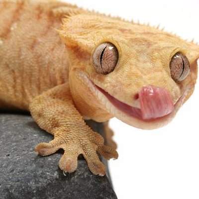 Profile Picture of ChrisNylund (@ChrisDoesDerps) on Twitter