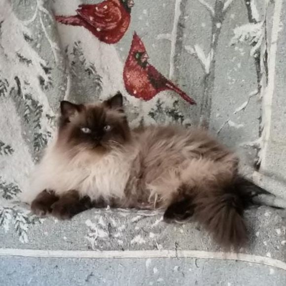 Profile Picture of Ellen Hoffman (@ritzypj) on Poshmark