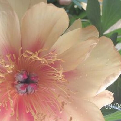 Profile Picture of Cheryl Hanson (@therealcahanson) on Twitter