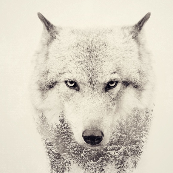 Profile Picture of Alex Lansberry (@alansberry44) on Poshmark