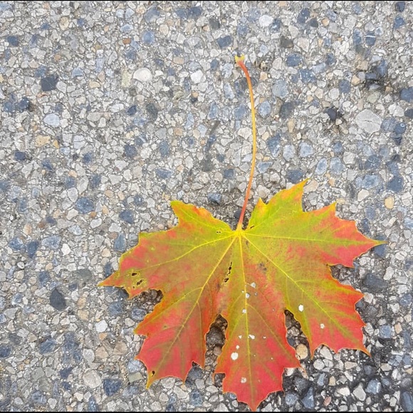 Profile Picture of Jennifer Molengraff (@isyre) on Poshmark