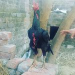 Profile Picture of sagar   jammu wala (@sagar_singh_aseel_jammu_) on Instagram