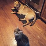Profile Picture of Brisket (🐶) & Reginald (🐱) (@brisket_and_reg) on Instagram
