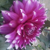 Profile Picture of Aklima Khan (@aklima-khan-7) on Quora