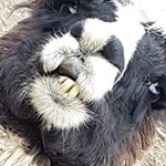 Profile Picture of Shane Buffalo Russell (@shanebuffalorussell) on Instagram