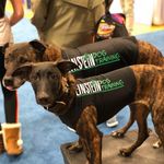 Profile Picture of Einstein Dog Training (@einsteindogtraining) on Instagram