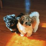 Profile Picture of Davey and Brandon, Havanese (@davey_n_brandon) on Instagram