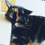 Profile Picture of Candy Lynn (@candy_lynn_calico) on Instagram