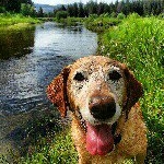 Profile Picture of scoodles (@rossruddell) on Instagram