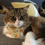 Profile Picture of Elana Goldstein (@littered_with_kitties) on Instagram