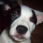 Profile Picture of Amanda Swires (@mandyafs) on Instagram