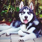 Profile Picture of David L Skaff (@Skafftoothdr) on Facebook