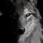 Profile Picture of Nathan Bonnet (@nathouwb) on Instagram