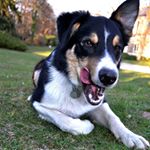 Profile Picture of David Nobis (@nobisdavid) on Instagram