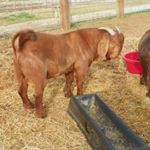 Profile Picture of Thompson Creek Boer Goats (@gary_daddino) on Instagram