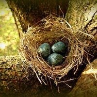 Profile Picture of Amanda Ha (@amanda-ha-3) on Quora