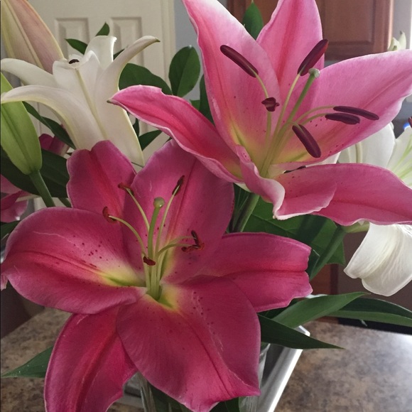 Profile Picture of Suzanne Schultz (@suzs2019590) on Poshmark