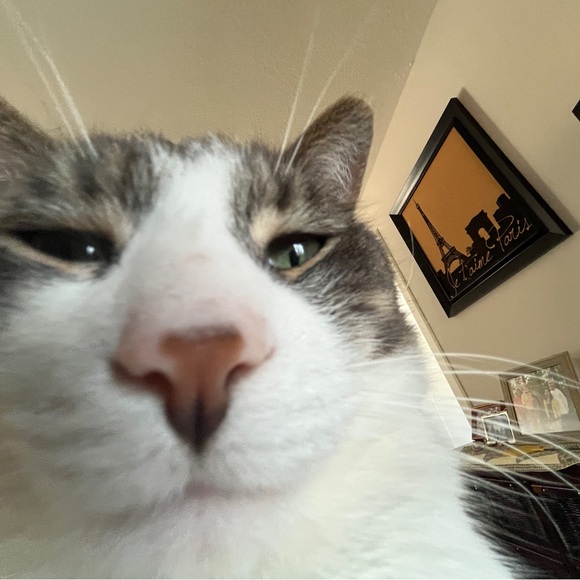 Profile Picture of Stuart Thomas (@beefstuthom) on Poshmark