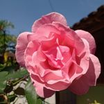 Profile Picture of Erica Dubberstein (@ericadubberstein) on Instagram