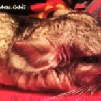 John McNamara Polverino - Facebook Profile Picture of John McNamara Polverino (@john.mcnamarapolverino) on Facebook