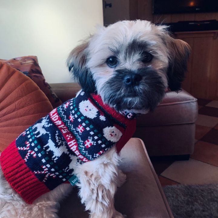 Profile Picture of Kitty korf (@kittykorf) on Tiktok