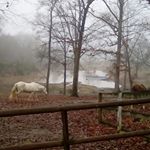 Profile Picture of Amanda Beard (@equine_awesomeness4ever) on Instagram