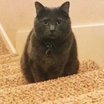 Profile Picture of Max Stephenson (@maxmax.thecat) on Instagram
