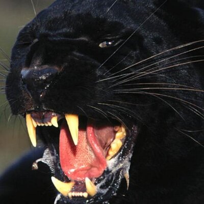 Profile Picture of Victor Perez Castaño (@nick20_15) on Twitter