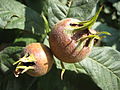 Profile Picture of Nísperoon Wikipedia