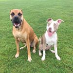Profile Picture of Julia Hinton (@paisleyandstella) on Instagram