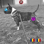 Profile Picture of alex_bailescu (@alex_bailescu) on Instagram