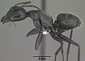 Profile Picture of Camponotus laevigatuson Wikipedia