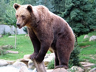 Profile Picture of Bearon Wikipedia
