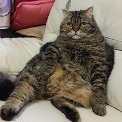 Profile Picture of Raymond Lam (@raymondlam85) on Tiktok