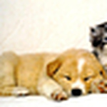 Profile Picture of Quynh Dang Yen (@iris_quynh) on Flickr