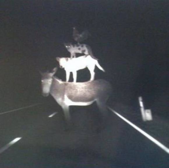 Profile Picture of Holly Hutzell (@hbhutzell) on Poshmark