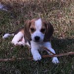 Profile Picture of Larry Culpepper (@beaglelife57) on Instagram