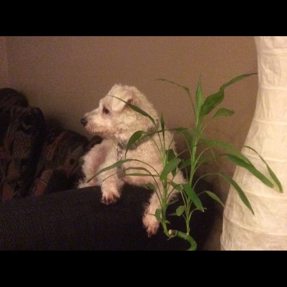 Profile Picture of Joseph Fagot (@jessjoe19) on Poshmark