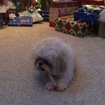 Profile Picture of Stacey Grimaldi (@staceyleegrimaldi) on Instagram