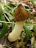 Profile Picture of Morchella punctipeson Wikipedia