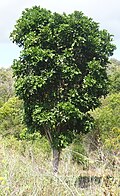 Profile Photo of Cupaniopsis anacardioideson Wikipedia