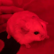 Profile Picture of Haley Franklin (@yourlocalloser113) on Youtube