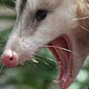 Profile Picture of Jesse Mays (@jessebmays123) on Youtube